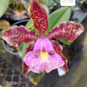 Cattleya schilleriana tipo 2710