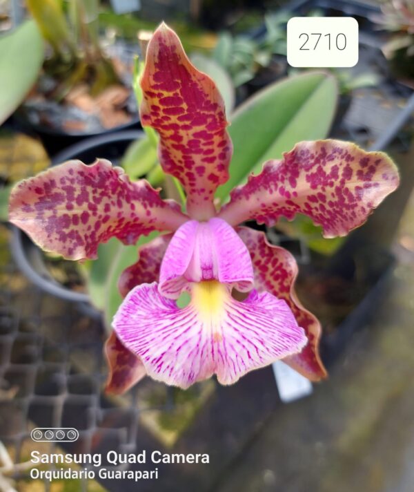 Cattleya schilleriana tipo 2710