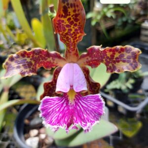 Cattleya schilleriana tipo2710 B