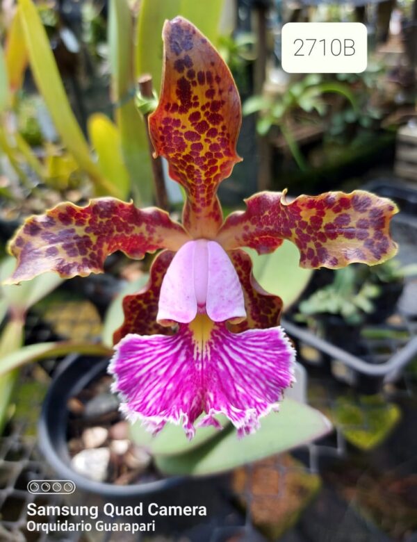 Cattleya schilleriana tipo2710 B