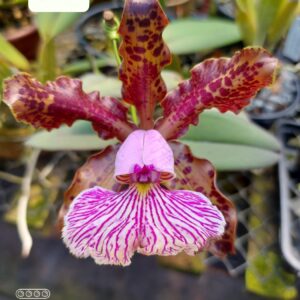 Cattleya  schilleriana tipo 2810 F