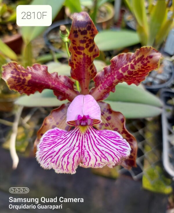 Cattleya  schilleriana tipo 2810 F
