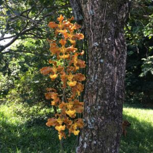 Trichocentrum stacyi (oncidium)