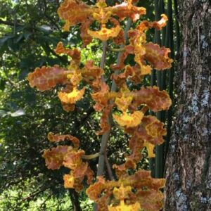 Trichocentrum stacyi (oncidium)