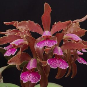 Cattleya Kerchoveana