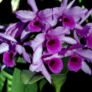 Guarianthe skinneri (deckeri coerulea)
