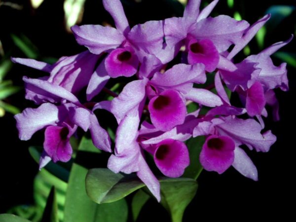 Guarianthe skinneri (deckeri coerulea)