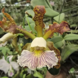 Cattleya schilleriana 'Bravim' x 'Labelao grande'