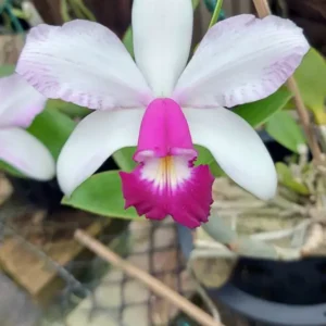 Cattleya violacea semialba