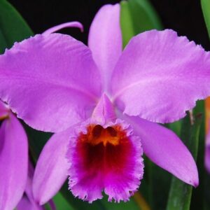 Cattleya trianae