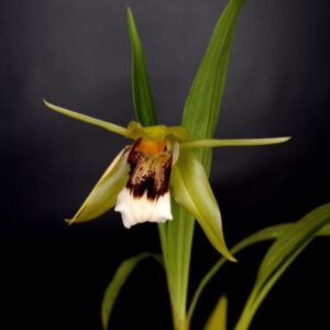 Coelogyne marmorata