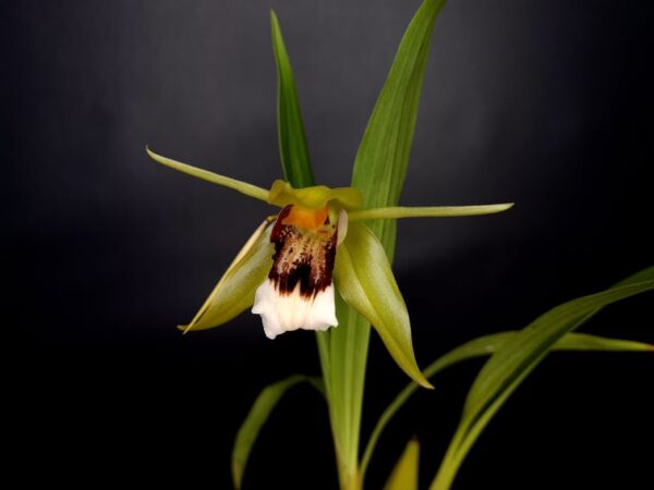 Coelogyne marmorata