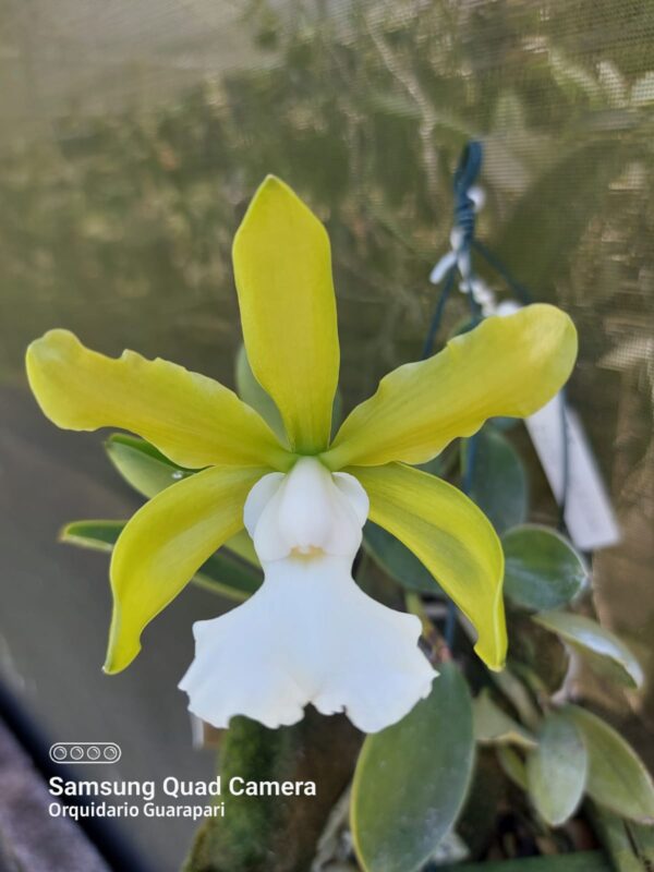 Cattleya aclandiae alba
