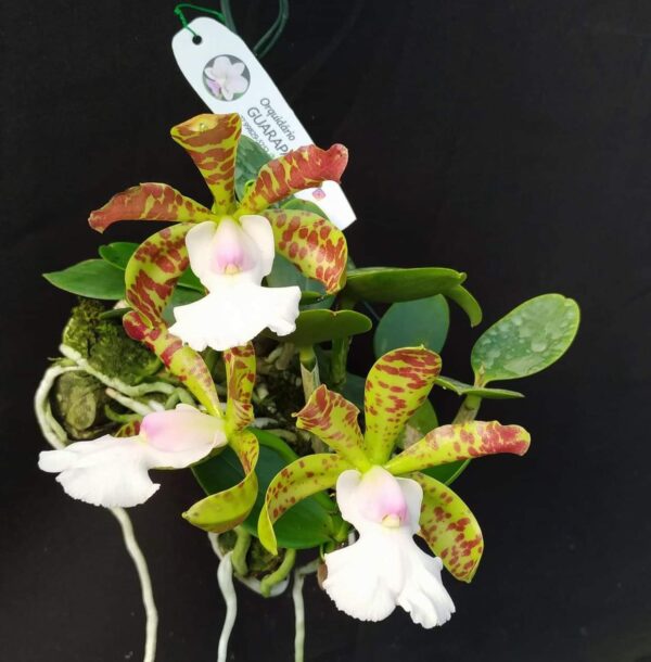 Cattleya aclandiae albescens