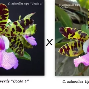 Cattleya aclandiae 'Cocao 1' x 'Cocao2'