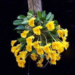 Dendrobium jenkinsii