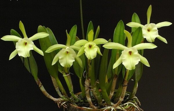 Rhyncholaelia glauca (Brassavola)