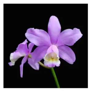 Cattleya harrisoniana