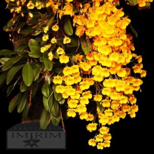Dendrobium lindleyi