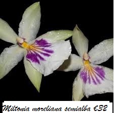Miltonia morelliana semialba