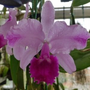 Cattleya trianae splash