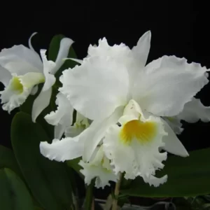 Cattleya labiata alba x alba