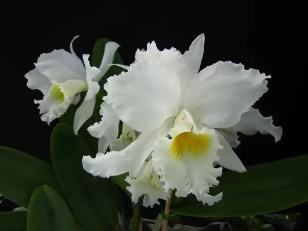 Cattleya labiata alba x alba