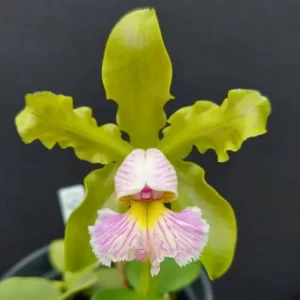 Cattleya schilleriana semialba “Rainha das Esmeraldas” x sib.