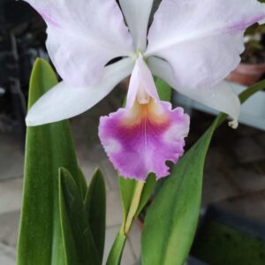 Cattleya trianae coerulea 'Hector' x 'Majestade'