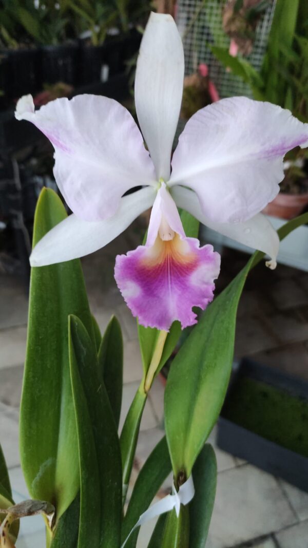 Cattleya trianae coerulea 'Hector' x 'Majestade'