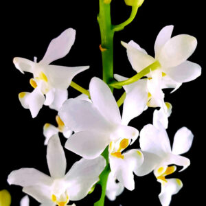 Doritis pulcherrima