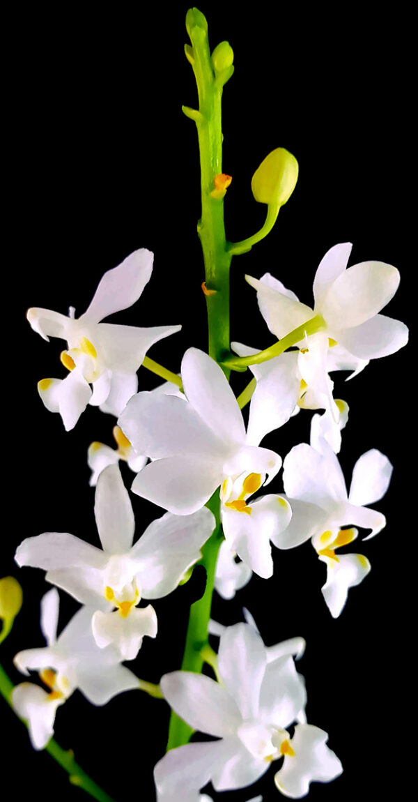 Doritis pulcherrima