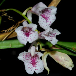 Rodriguezia satipoana