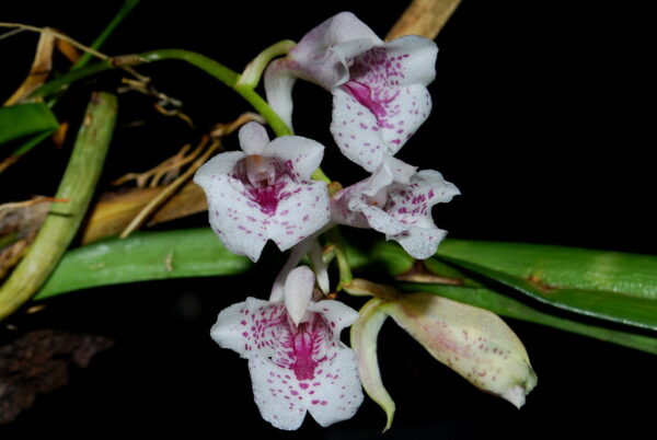 Rodriguezia satipoana