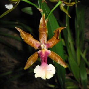 Miltonia clowesii