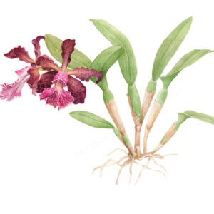 Botanical drawing Cattleya schilleriana