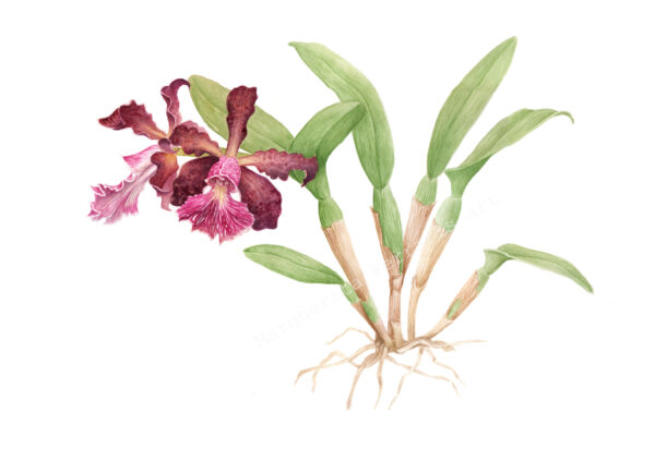 Botanical drawing Cattleya schilleriana