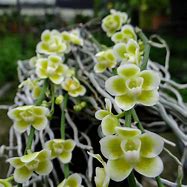 Chiloschista viridiflava