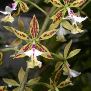 Epidendrum stamfordianum
