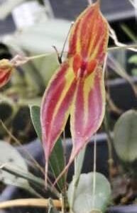 Lepanthes delhierroi