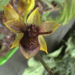 Trichoceros antennifer