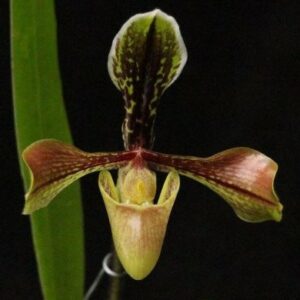 Paphiopedilum barbigerum var. boxalli