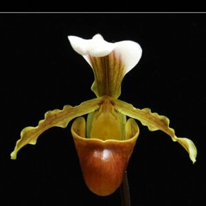 Paphiopedilum barbigerum var. coccineum
