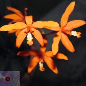 Cattleya cinnabarina