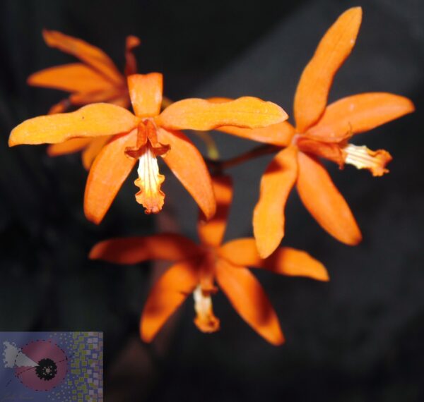 Cattleya cinnabarina