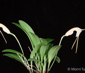 Masdevallia conscricta