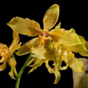 Rossioglossum schlieperianum