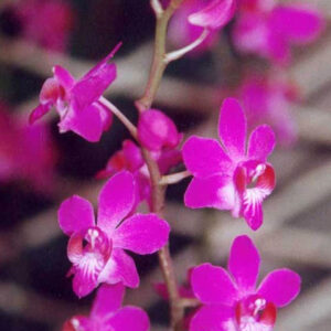 Doritis pulcherrima pink
