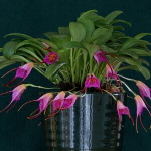 Masdevallia glandulosa