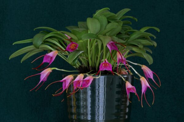 Masdevallia glandulosa